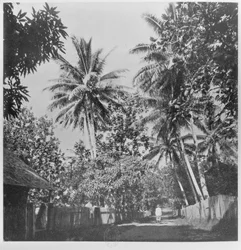Eine Straße in Papeete, aus 